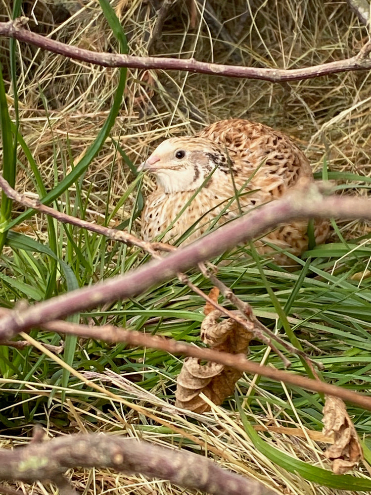 Quail Eggs