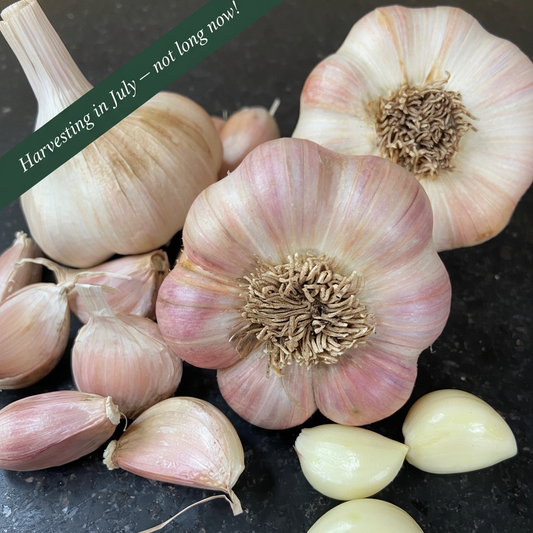 Bannau Garlic — Harvesting in July banner