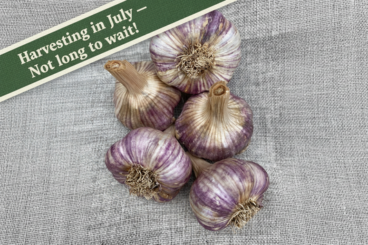 Enfys Garlic — Harvesting in July banner