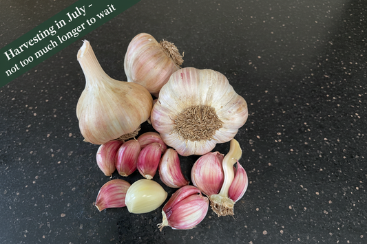 Seren Garlic — Harvesting in July - not too much longer to wait